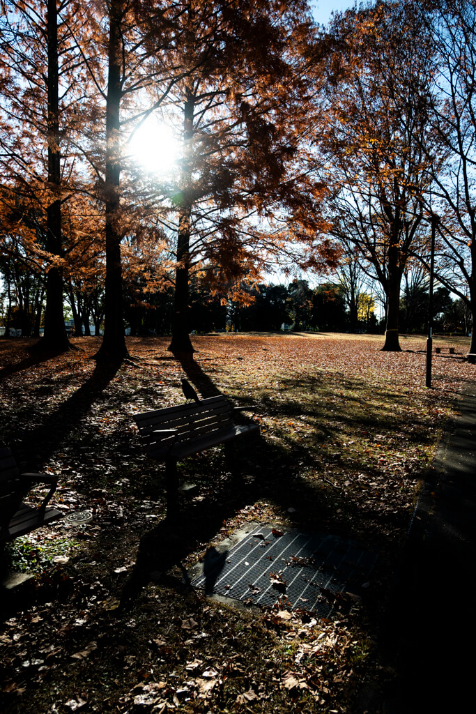 Z30 + NIKKOR Z DX 16-50mm f-3.5-6.3 VR