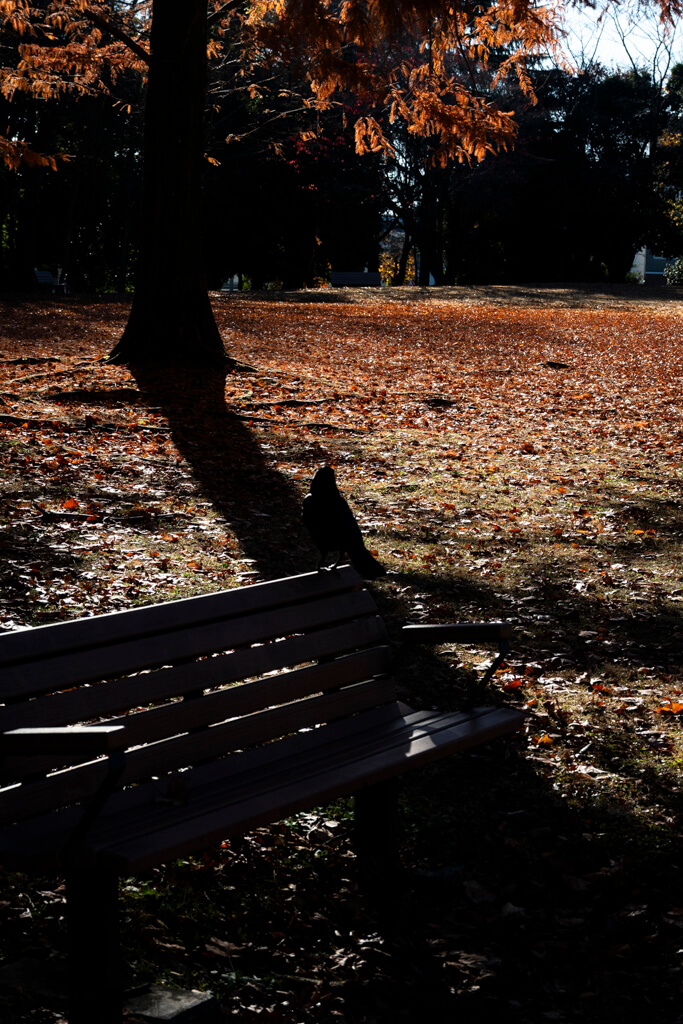 Z30 + NIKKOR Z DX 16-50mm f-3.5-6.3 VR