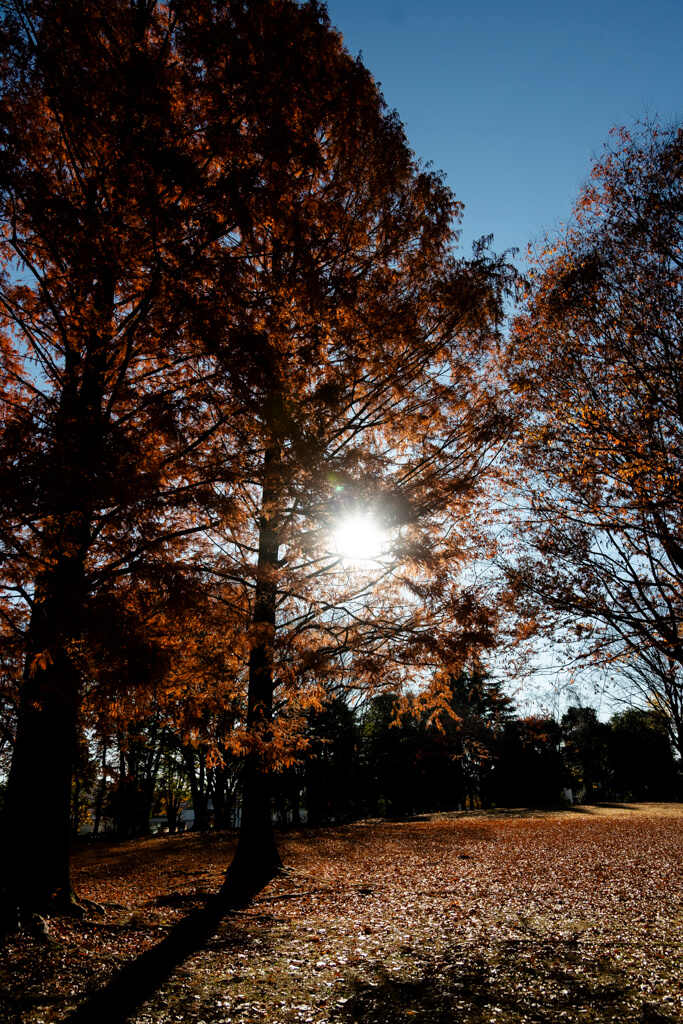 Z30 + NIKKOR Z DX 16-50mm f-3.5-6.3 VR